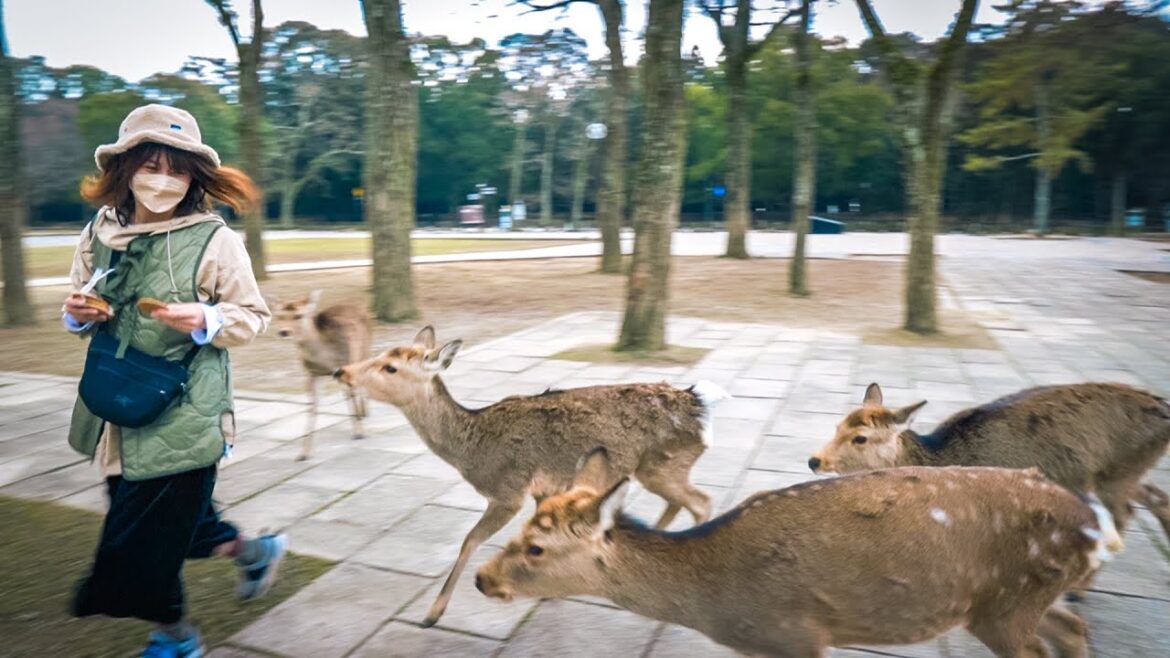 【奈良観光】鹿パニック！奈良公園で鹿せんべい買ったらこうなる。