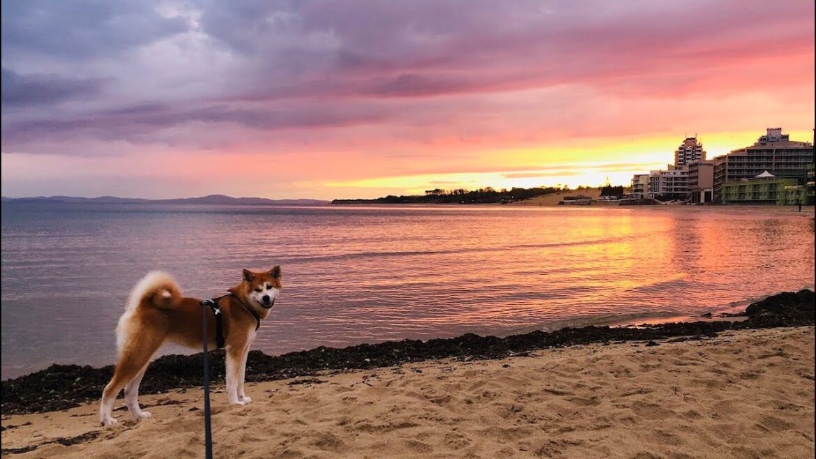 Trip with a Akita inu Chiyoko to the sea to Bulgaria