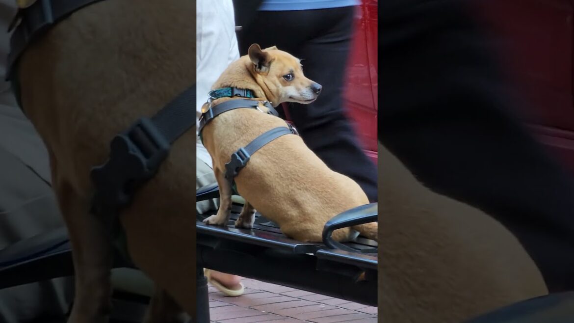 AKITA HERE CELEBRATING CANADA DAY VANCOUVER