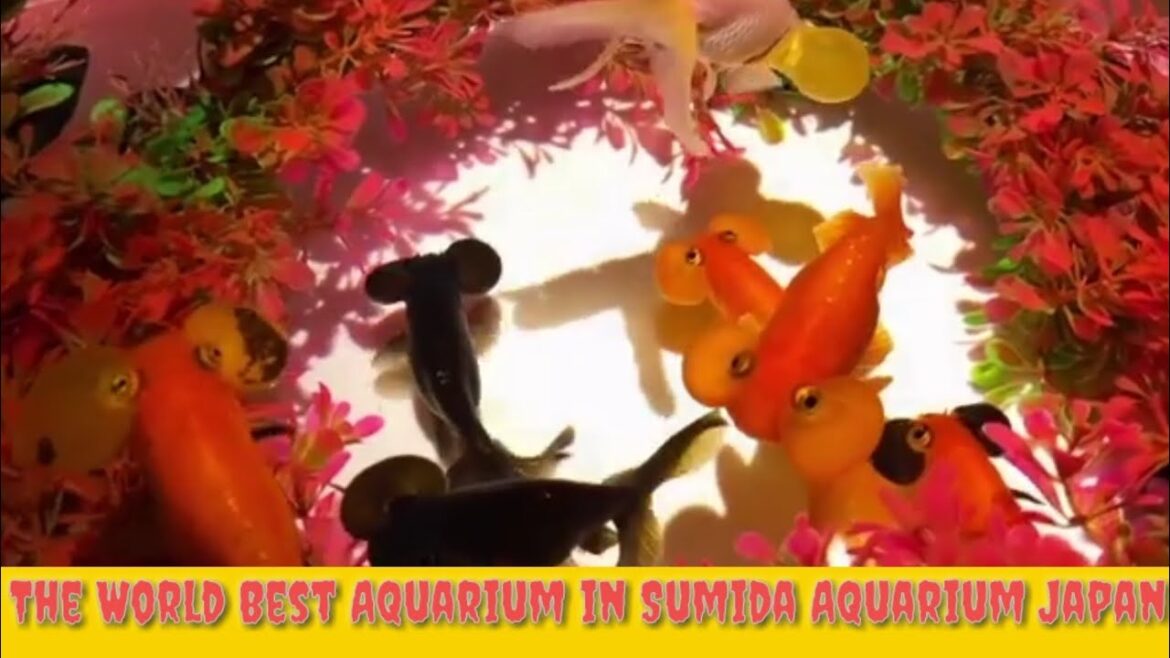 Crazy Aquascaped Aquarium ! Sumida Aquarium Tour in Tokyo Japan Crazy Aquascaped Aquarium ! Sumida Aquarium Tour in Tokyo Japan