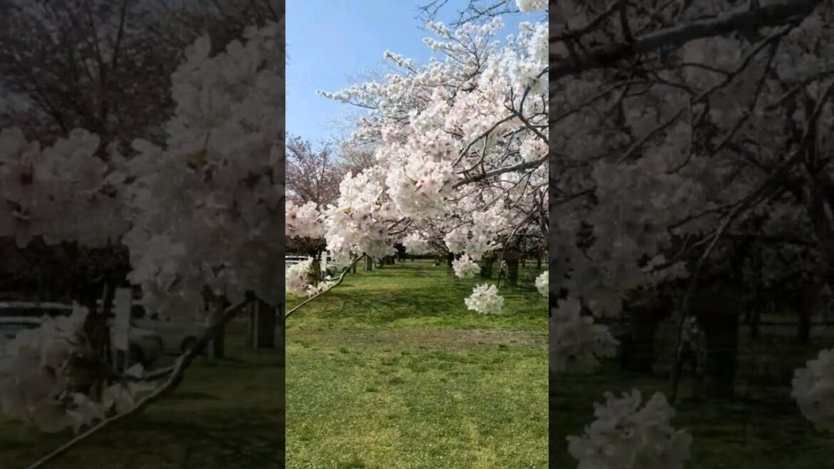 little Kyoto akizuki Cherry Blossoms 小京都 秋月