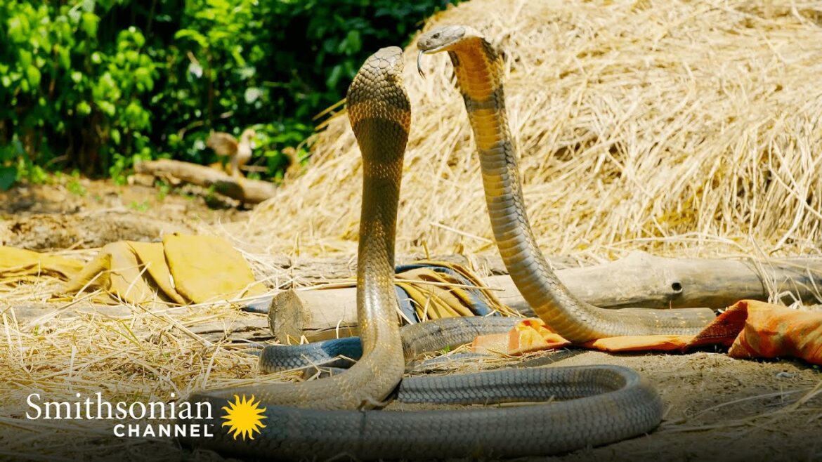 Intense: Two King Cobras Fight for a Nearby Queen π₯ Into the Wild India | Smithsonian Channel Intense: Two King Cobras Fight for a Nearby Queen π₯ Into the Wild India | Smithsonian Channel