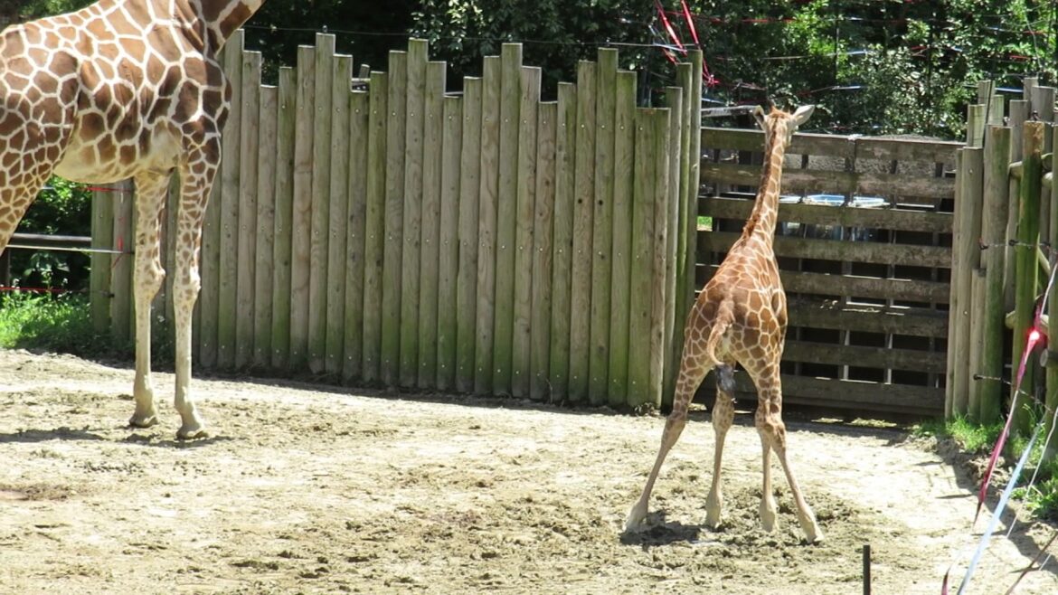 Reticulated Giraffe's baby＠Itozu-zoo Kitakyushu Japan ①