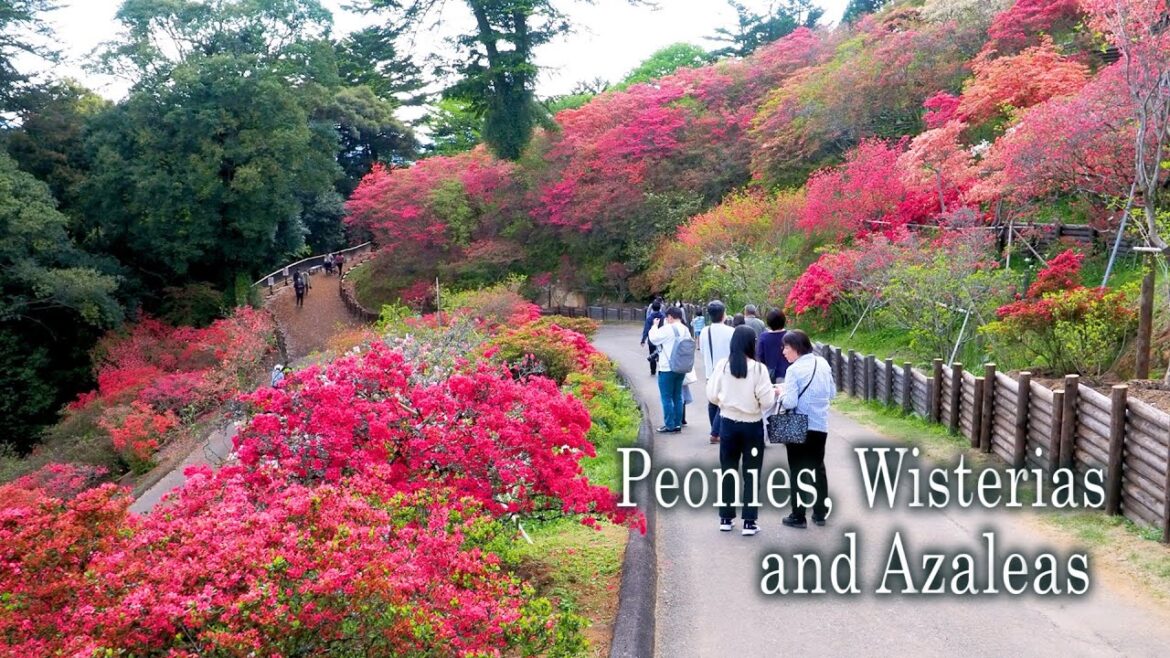 Peonies, Wisterias and Azaleas during Golden week in the Kanto region.
