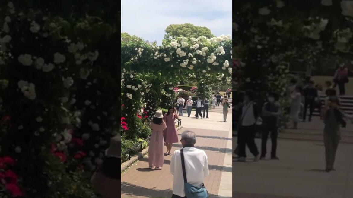 A Waterfront Escape in Yokohama's Heart - Yamashita Park, Where Nature and Cityscape Embrace