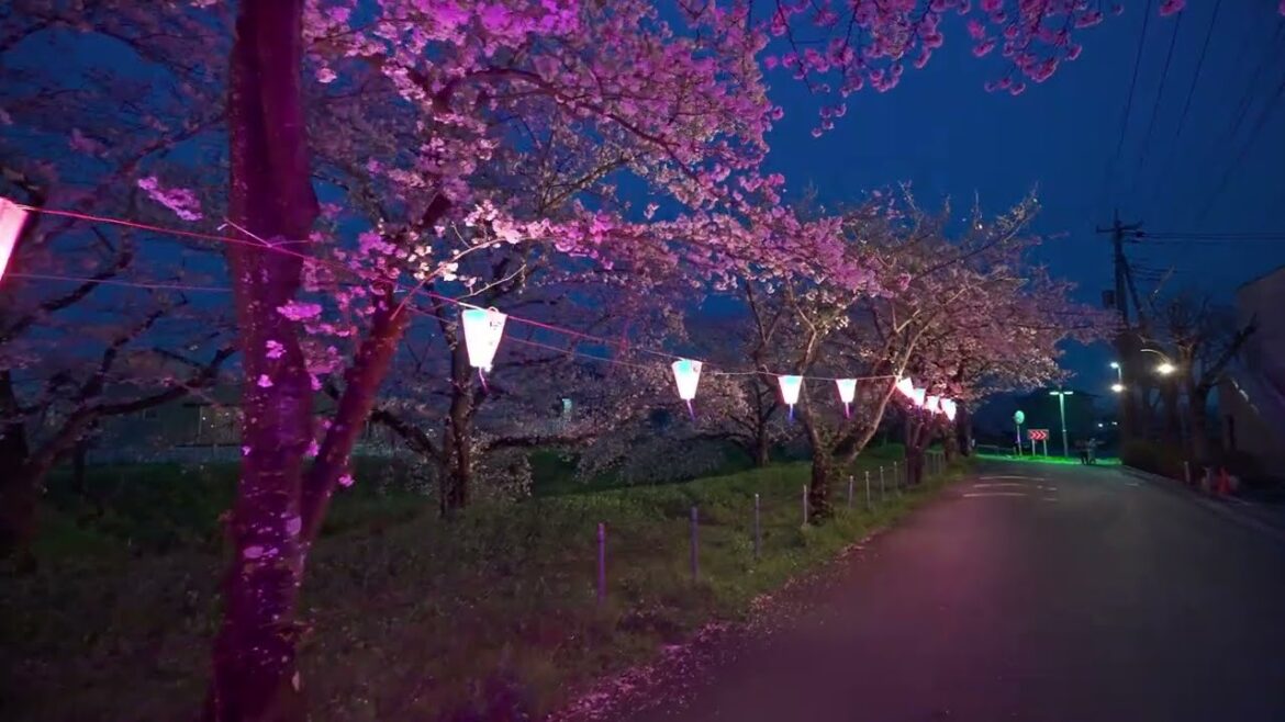 Saitama Miyashiro night sakura walk・4K HDR Saitama Miyashiro night sakura walk・4K HDR