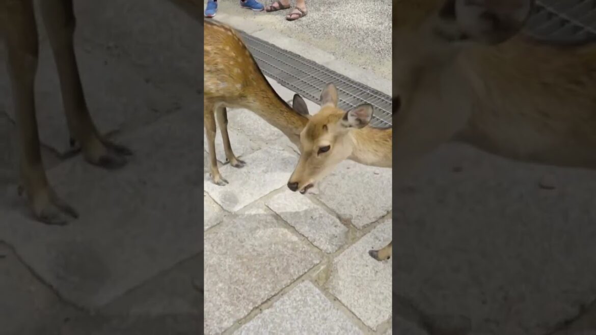 Nara Hidden Gems: JR Pass Adventure! 🦌🏯 | Japan Travel Nara Hidden Gems: JR Pass Adventure! 🦌🏯 | Japan Travel