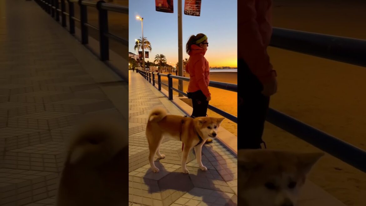 Akita inu shorts: morning Akita inu shorts: morning