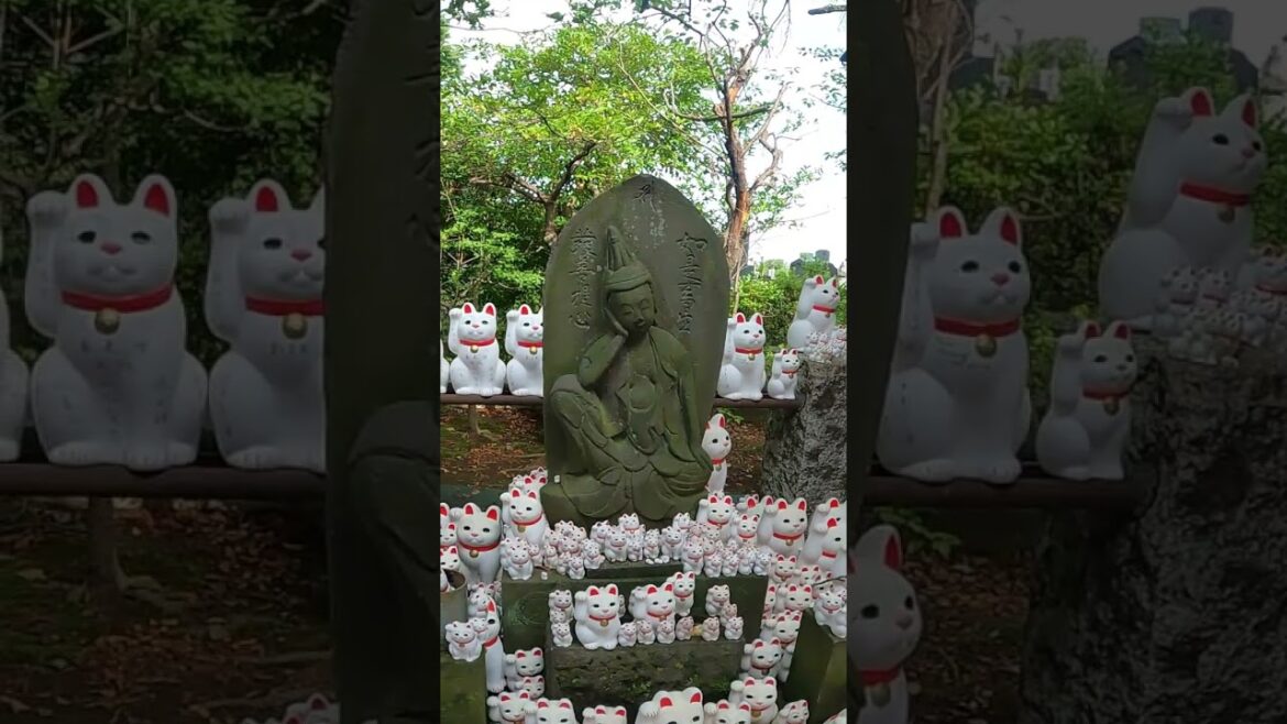 A trip to Japan that no one knows about  A Cat's Connection to a Samurai　#shorts