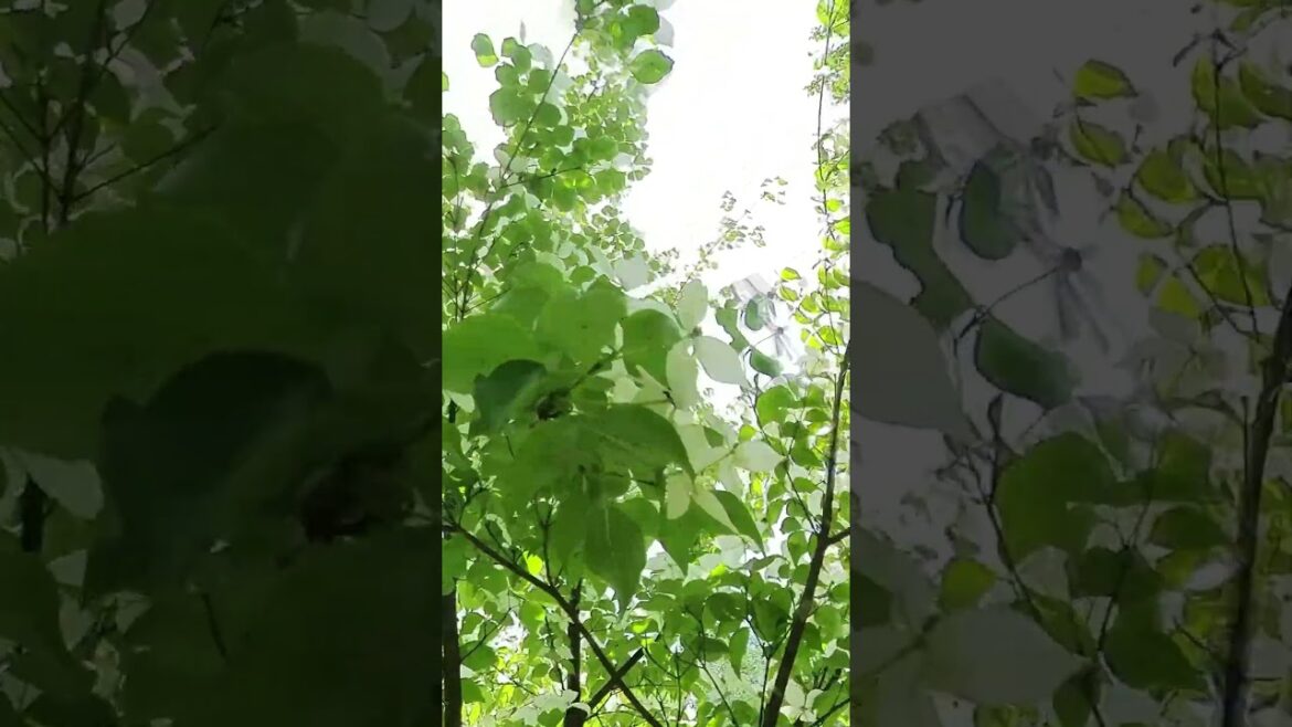 バラクラの新緑とレストランジャルディーノ