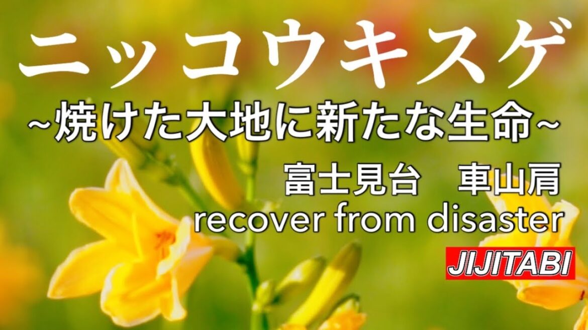 【霧ヶ峰山火事】焼けた大地に新たな生命ニッコウキスゲNew life on burnt earth 【霧ヶ峰山火事】焼けた大地に新たな生命ニッコウキスゲNew life on burnt earth