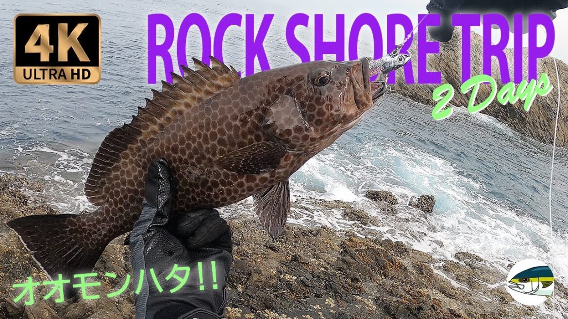 ロックショアトリップ 西伊豆 沖磯 オオモンハタ ダイソー ジグヘッド シャッドテールワーム ロックフィッシュ【4K】