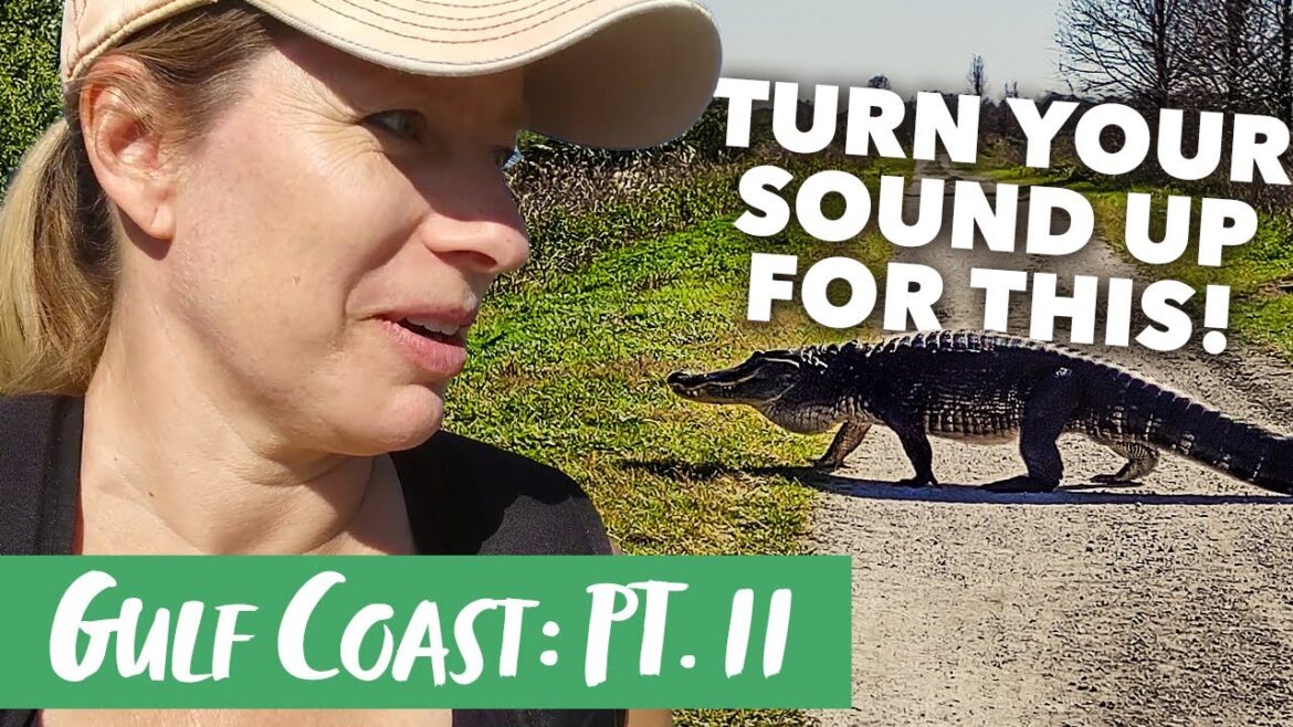 This is crazy! Alligator mating season at Circle B Bar Reserve (Florida Van Life Travel Vlog) This is crazy! Alligator mating season at Circle B Bar Reserve (Florida Van Life Travel Vlog)