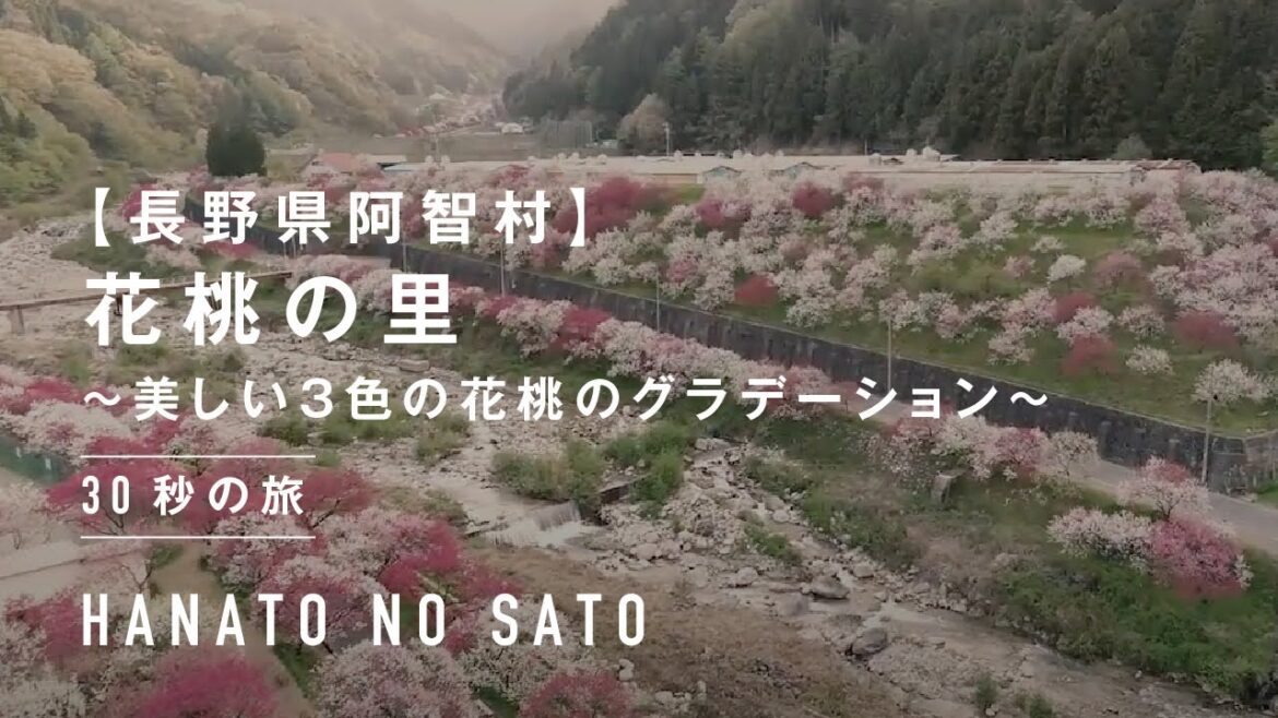 【長野県阿智村】美しい3色の花桃のグラデーション~花桃の里~ | 30秒の旅 【長野県阿智村】美しい3色の花桃のグラデーション~花桃の里~ | 30秒の旅