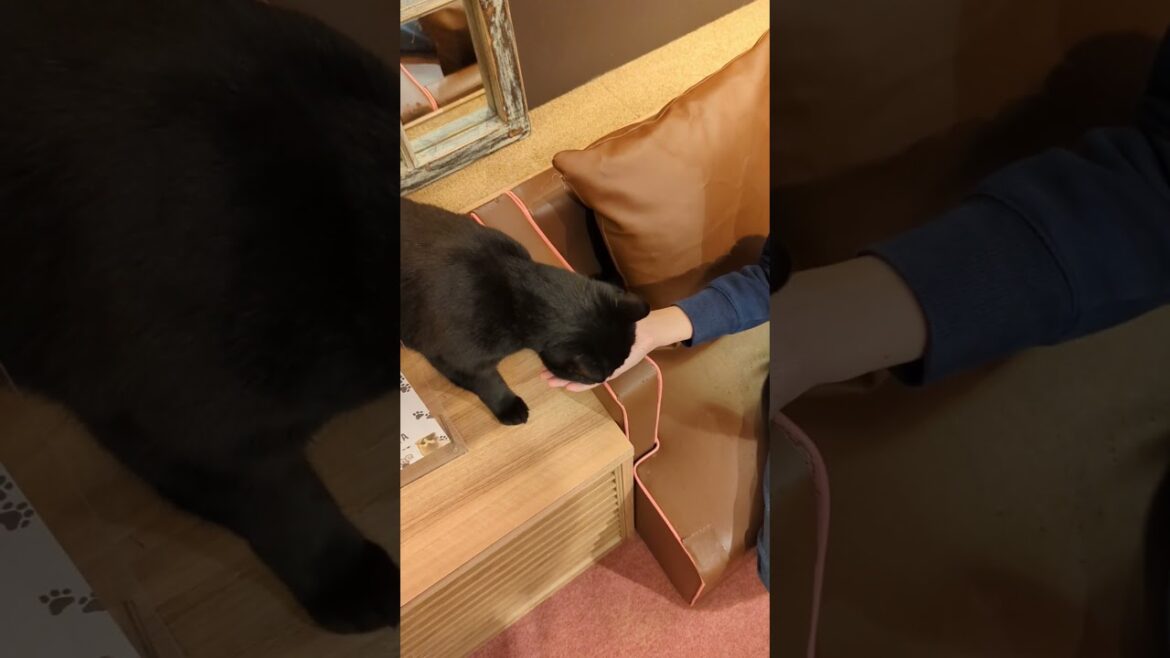 Big kitty won’t share! π± Big kitty won't share! π±