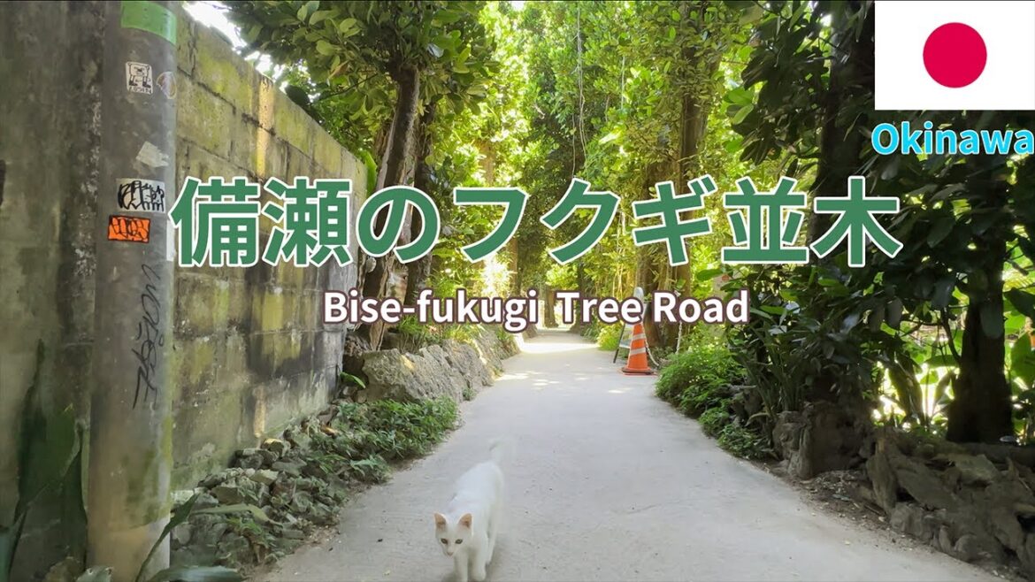 沖繩 猫もいる 海もある フクギ並木 okinawa Bise-fukugi Tree Road 沖繩 猫もいる 海もある フクギ並木 okinawa Bise-fukugi Tree Road