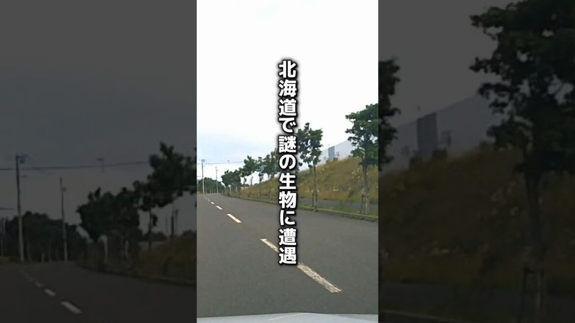 北海道で謎の生物に遭遇「ツチノコ？犬？猫？」接触事故寸前のドラレコ映像 #shorts