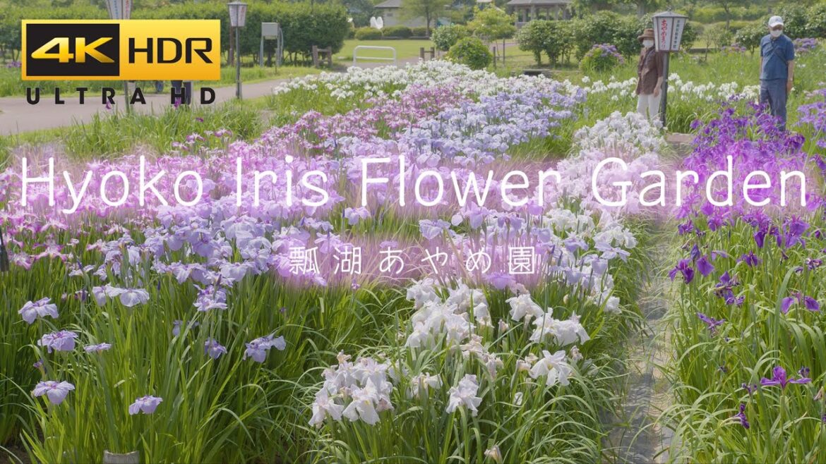 4K HDR 花名所 瓢湖あやめ園 Japan Iris Flower garden | Travel to Niigata hyoko Ayame-en 新潟観光 初夏の風景 4K HDR 花名所 瓢湖あやめ園 Japan Iris Flower garden | Travel to Niigata hyoko Ayame-en 新潟観光 初夏の風景