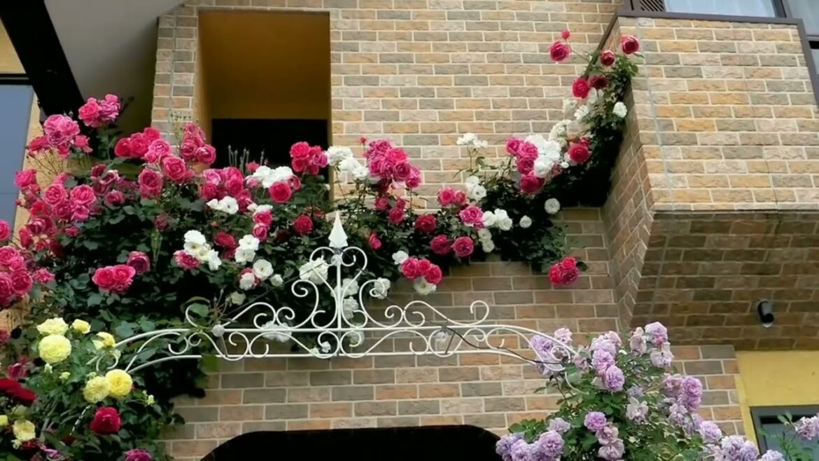 日本の花畑、魅力的な自然、バラ、エンターテイメント素晴らしい自然ガーデニングや娯楽用の自然植物،日本の東京 日本の花畑、魅力的な自然、バラ、エンターテイメント素晴らしい自然ガーデニングや娯楽用の自然植物،日本の東京