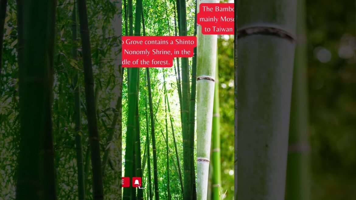 Interesting Facts About The Arashiyama Bamboo Grove