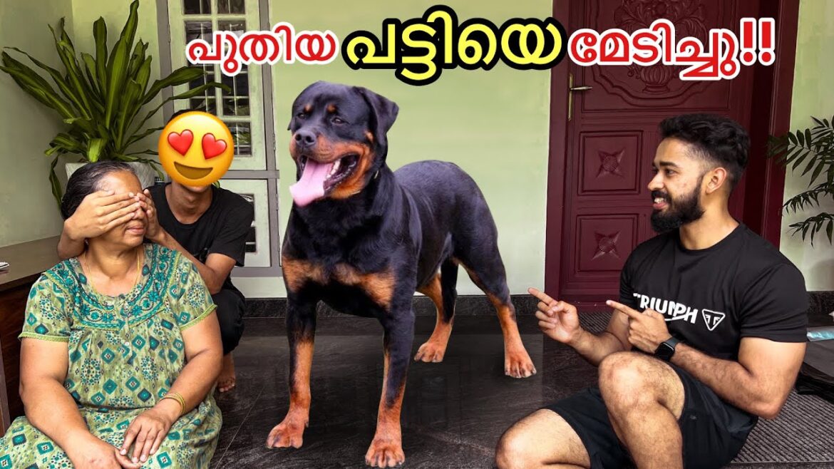 70,000/- രൂപയുടെ സിംഹകുഞ്ഞും ആയി വീട്ടിൽ ചെന്നപ്പോ!! | New Puppy 🐶 70,000/- രൂപയുടെ സിംഹകുഞ്ഞും ആയി വീട്ടിൽ ചെന്നപ്പോ!! | New Puppy 🐶