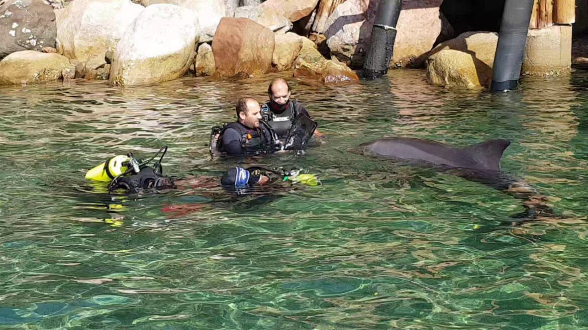 Diving with dolphins in Israel (even for people who have never experienced it). Diving with dolphins in Israel (even for people who have never experienced it).