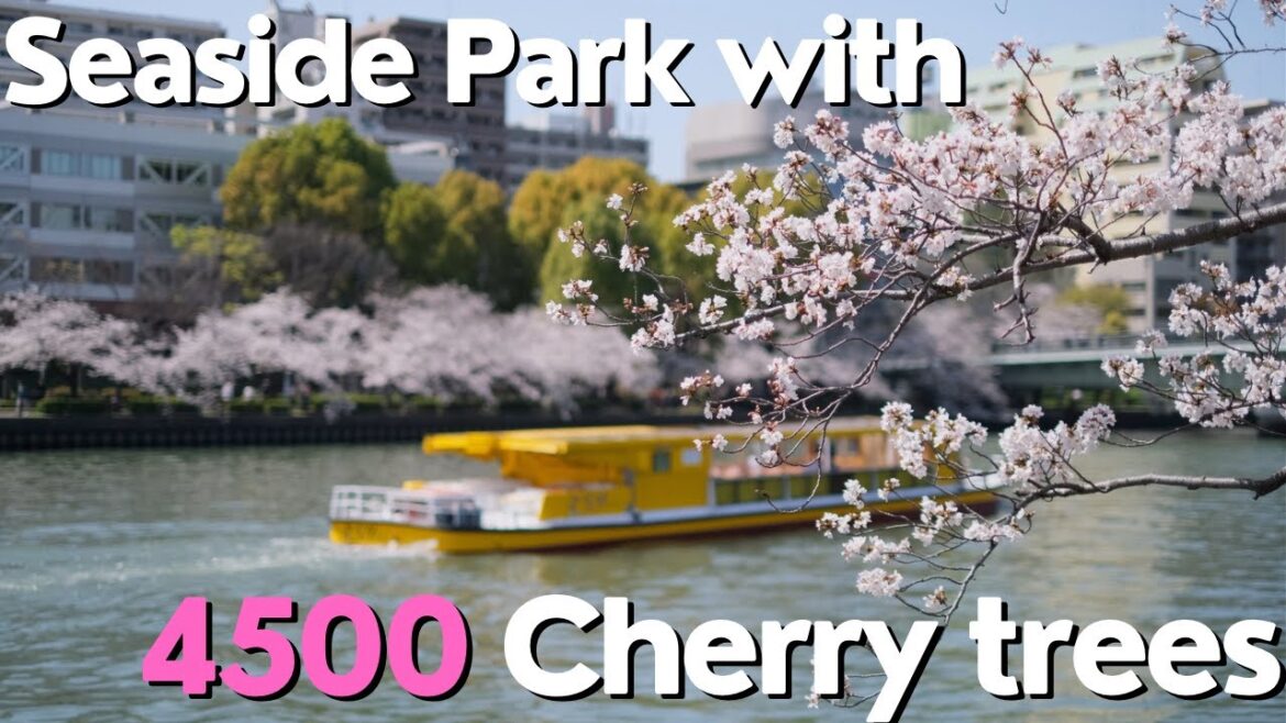 Magnificent Cherry Blossoms in Full Bloom – Sakuranomiya Park, Osaka Japan Magnificent Cherry Blossoms in Full Bloom - Sakuranomiya Park, Osaka Japan