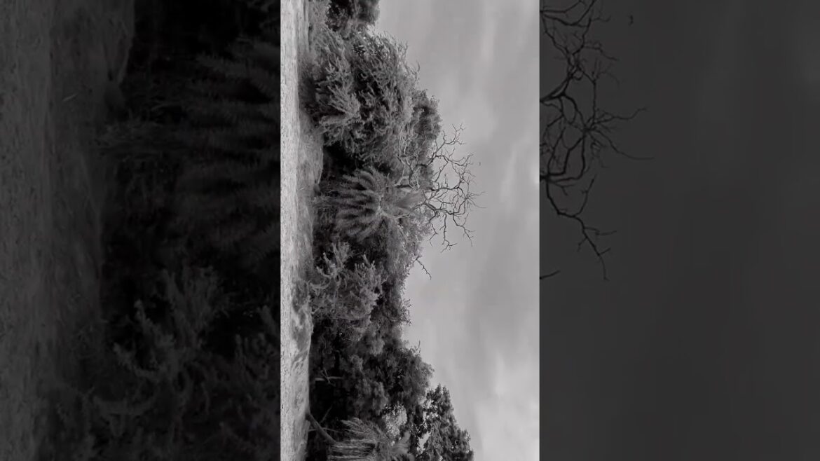 Horror 😰||#horror #viral #trendingvideo