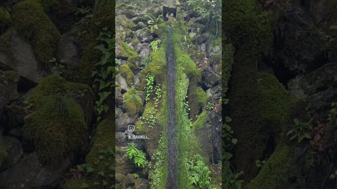 Arashiyama, Kyoto #shorts