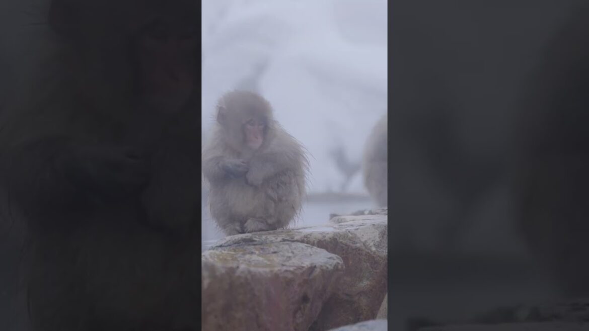 Vámonos a NAGANO, Japón 🇯🇵 | #shorts