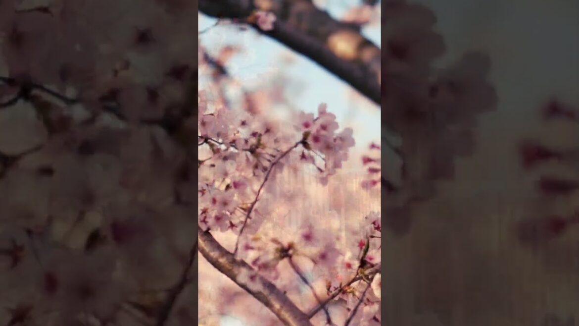 📸Quando o Japão Floresce 🇯🇵❤️ #travel #shorts #cherryblossom