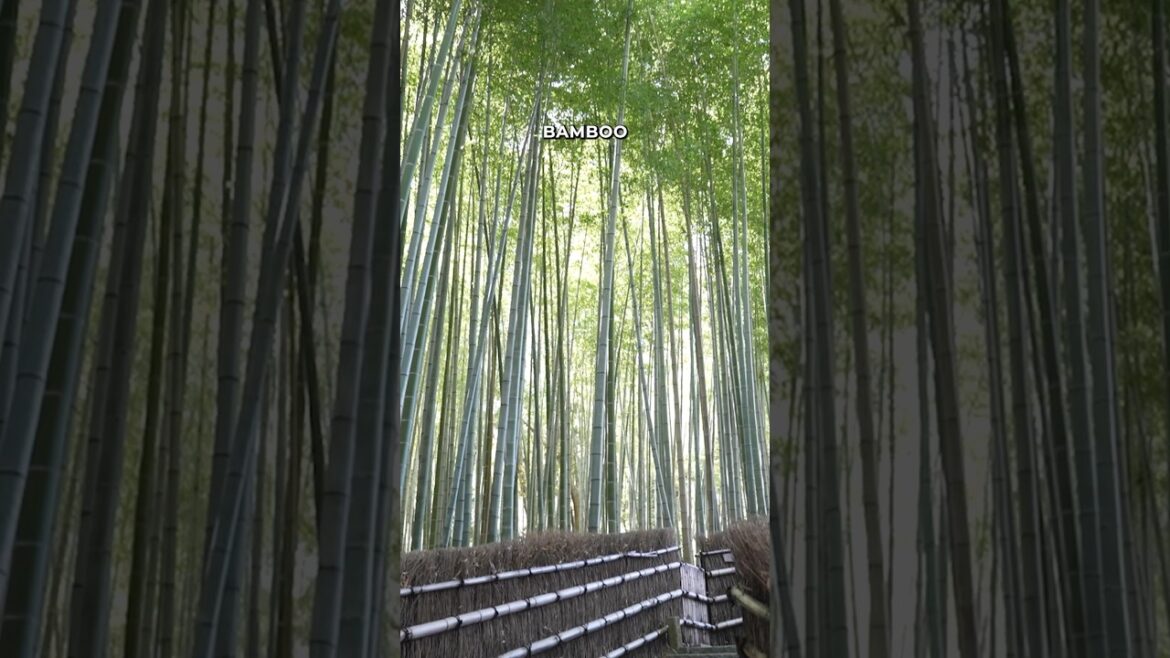 Off the beaten path in Kyoto: enjoy this bamboo grove in solitude ☺️ #japantraveltips Off the beaten path in Kyoto: enjoy this bamboo grove in solitude ☺️ #japantraveltips