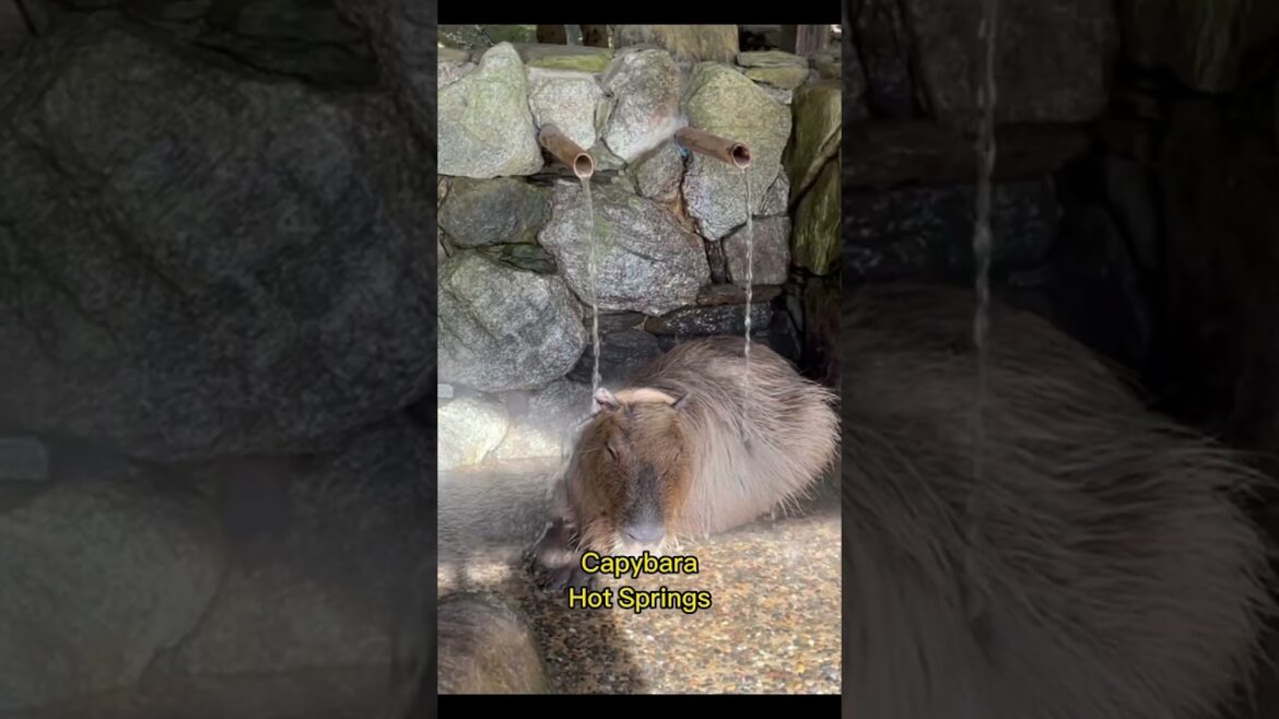 Nagasaki Bio Park #capybara #hotspring #shorts