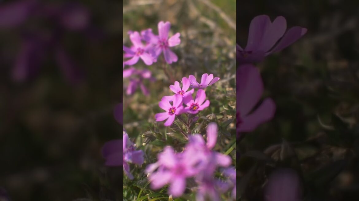 Beautiful flower in Japan #shorts #nature #flowers