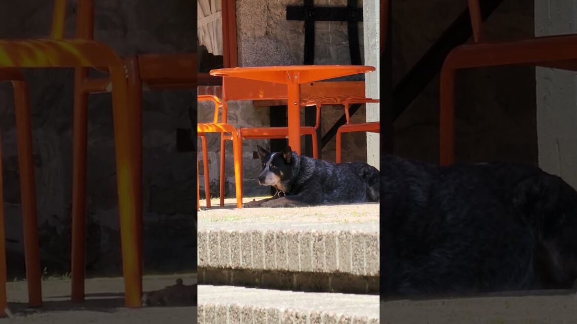 AKITA WAS ABOUT TO TAKE A NAP AFTER A GOOD LUNCH OF PIZZA AKITA WAS ABOUT TO TAKE A NAP AFTER A GOOD LUNCH OF PIZZA