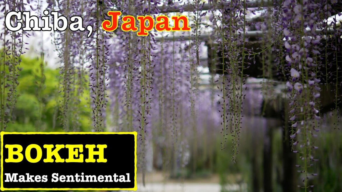 [BOKEH 4K]Photowalk for wisteria flowers at Myofukuji Temple in Chiba