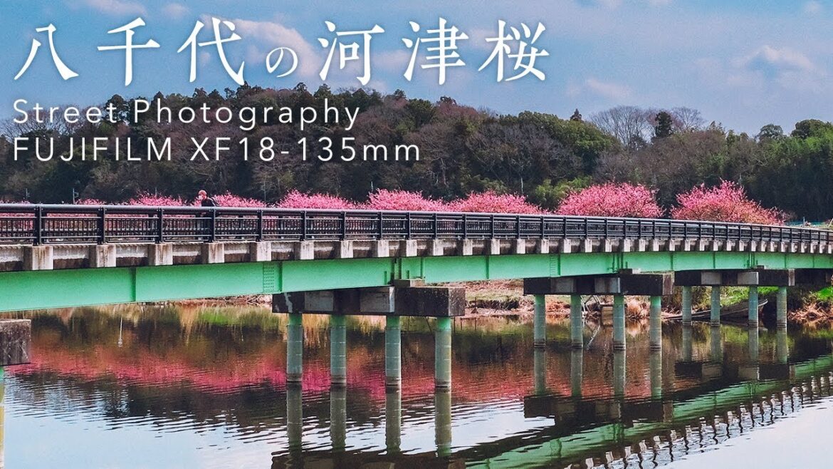 Cherry Blossoms 2022 in Chiba Japan | Fujifilm X-T3, XF18-135mm Photography 写真家街歩き 千葉県八千代の河津桜