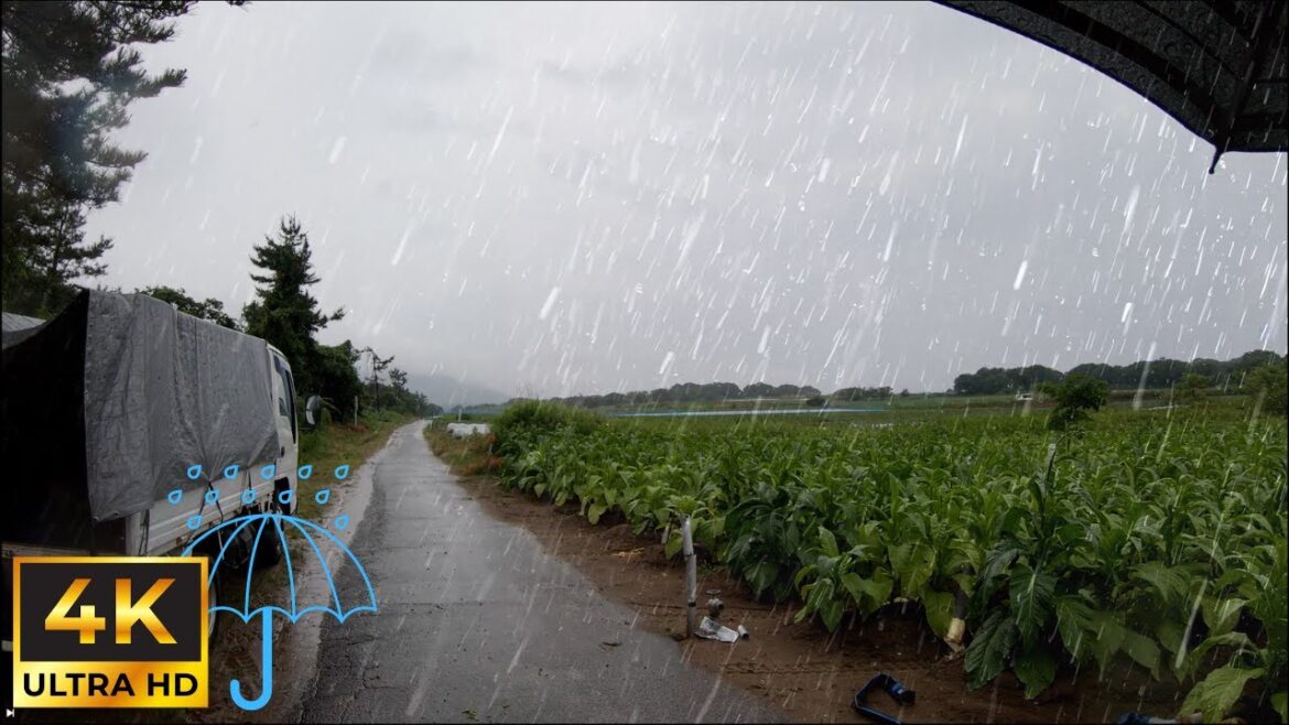 4K Japan Walking in the Rain with Nature White Noise | Relaxing Rainstorm and Umbrella Sounds 4K Japan Walking in the Rain with Nature White Noise | Relaxing Rainstorm and Umbrella Sounds