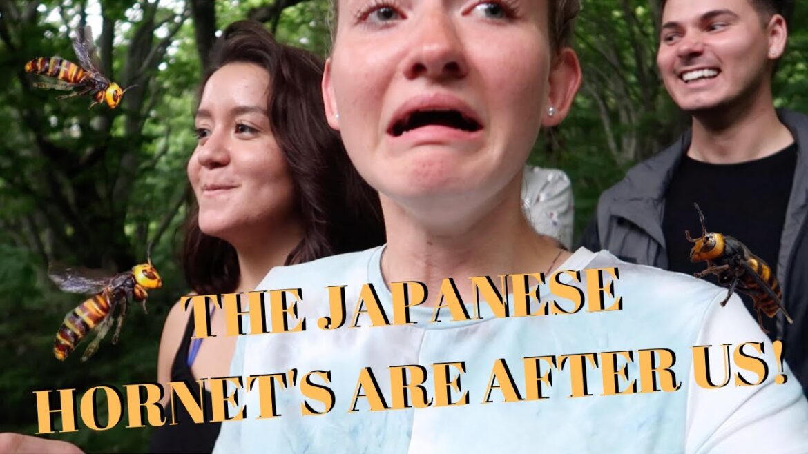 AGGRESSIVE JAPANESE HORNETS | HOTOKEGAURA CLIFFS | WEEKEND TRAVEL VLOG | NORTHERN JAPAN AOMORI AGGRESSIVE JAPANESE HORNETS | HOTOKEGAURA CLIFFS | WEEKEND TRAVEL VLOG | NORTHERN JAPAN AOMORI