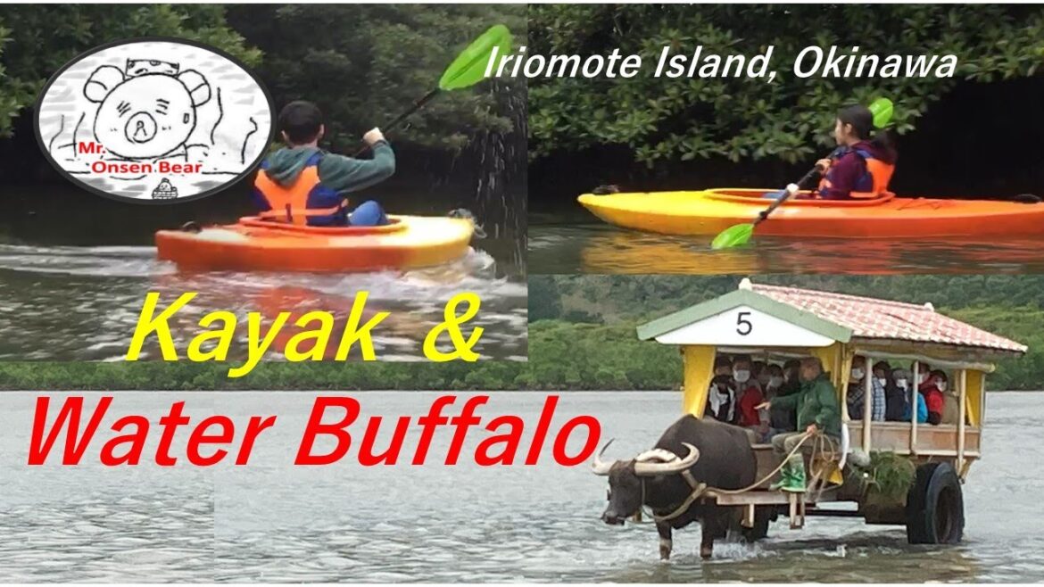 Iriomote Island, Okinawa. Kayak in Jungle,  Water Buffalo ride. Trip in World Heritage: