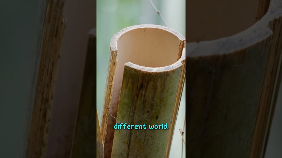 Beautiful Spots That I Visited in Japan