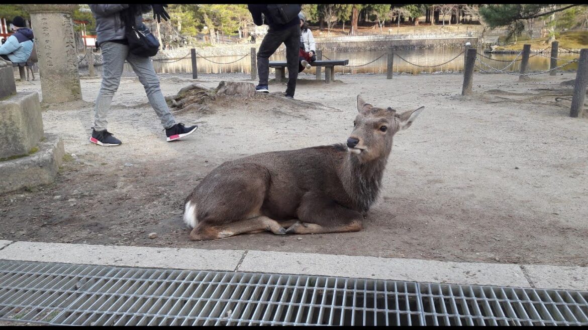 Japan Trip 2018 montage Part 5 Japan Trip 2018 montage Part 5