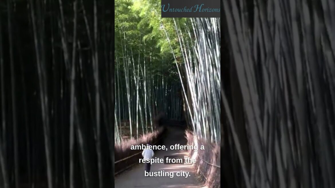 The Arashiyama Bamboo Grove, Japan #shorts The Arashiyama Bamboo Grove, Japan #shorts