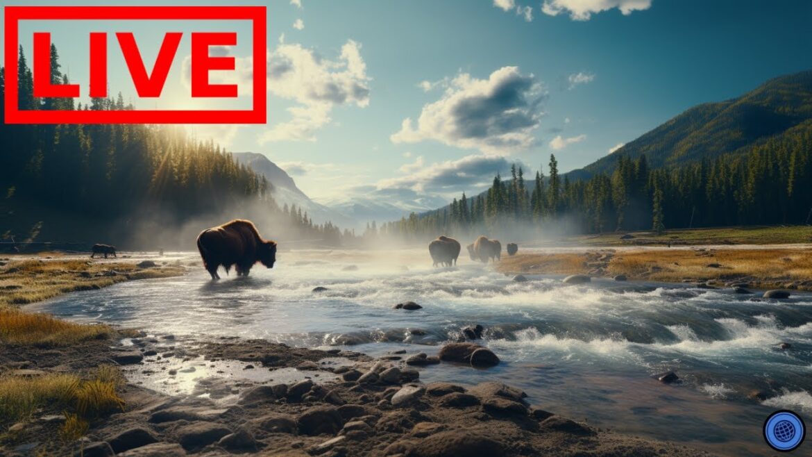 🌎 LIVE Yellowstone National Park!