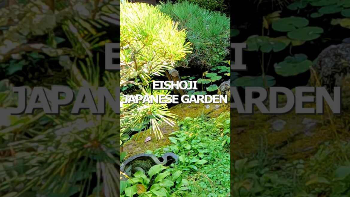 Hidden Japanese Garden in Sendai｜Water Lily Pond｜EISHOUJI