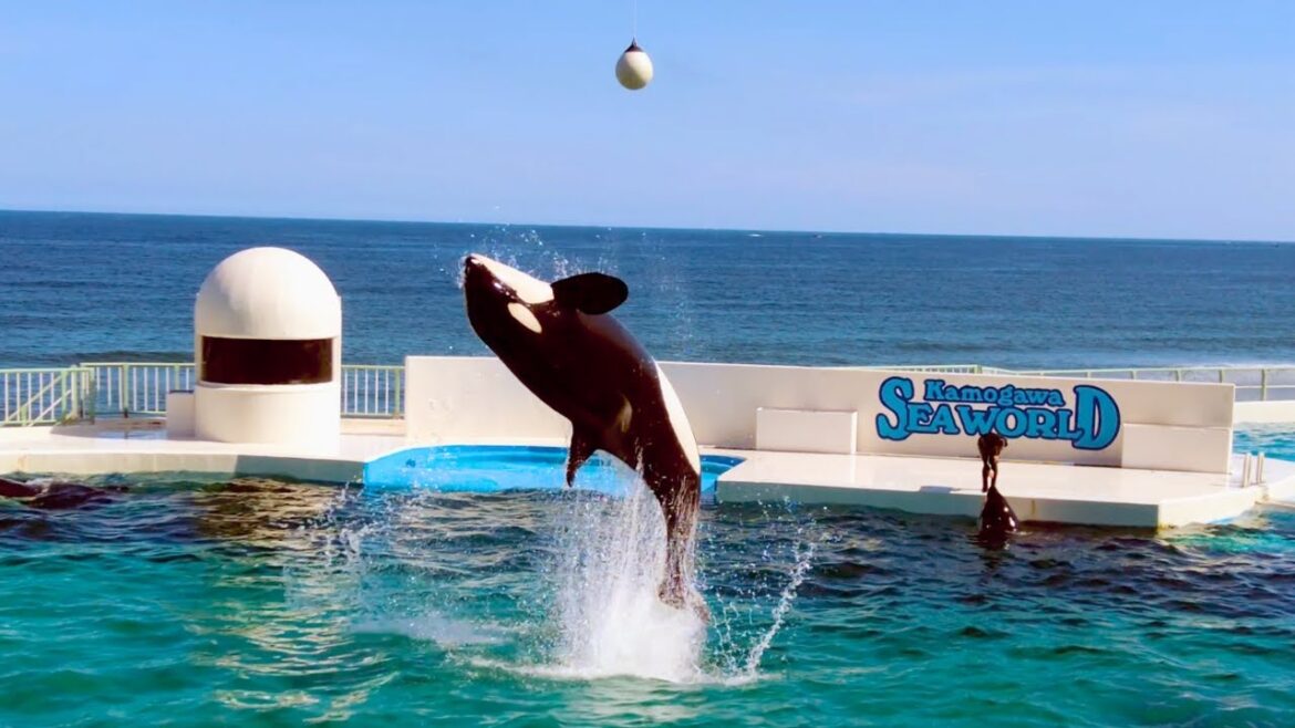 Killer Whale Made A Mistake At The End Of Show Killer Whale Made A Mistake At The End Of Show