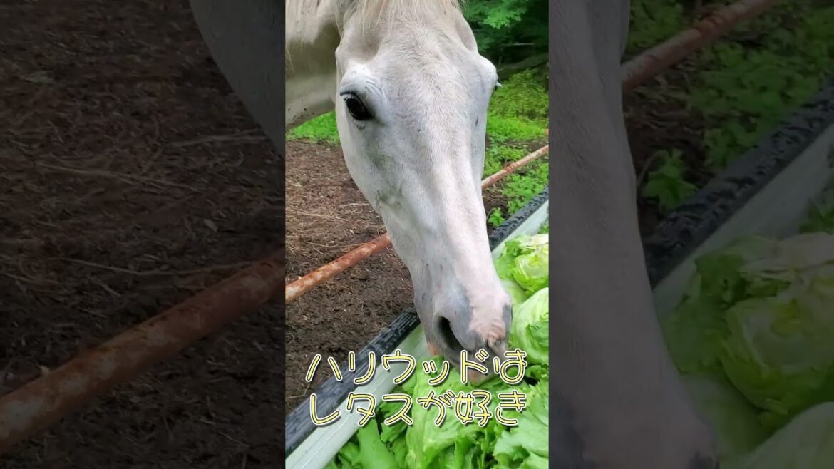 菅平のレタスと雹害