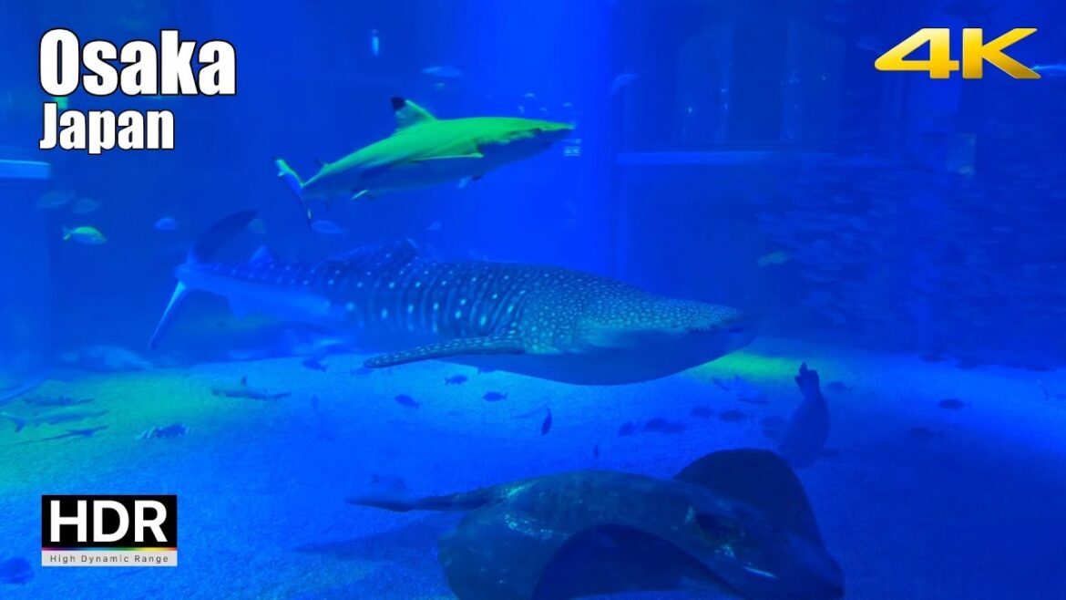 Full Walking Tour of Osaka Aquarium Kaiyukan 🐠 Osaka, Japan [4K HDR]