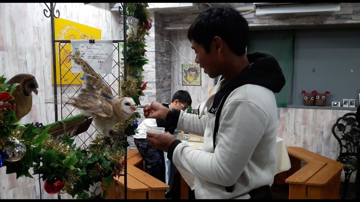 Japan Trip 2018 montage Part 6