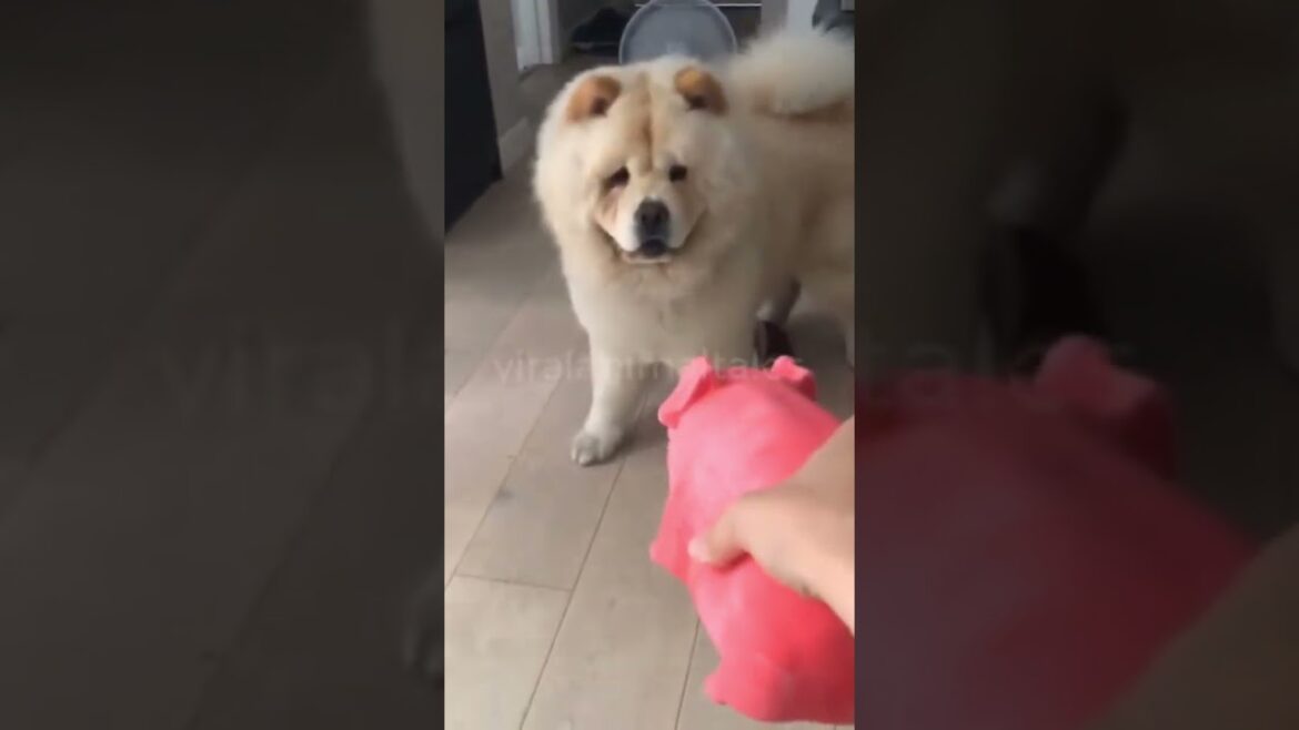 Chow Chow lovely Dog playing